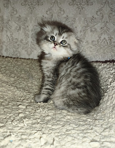Шотландские вислоухие котята (2 фото из 10)
