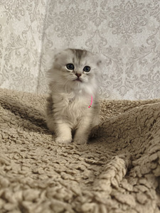 Шотландские вислоухие котята (8 фото из 10)