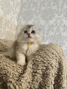 Шотландская вислоухая кошка (8 фото из 10)