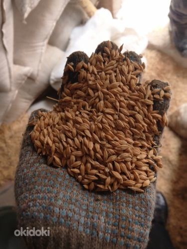 Ցորեն և գարի (3)