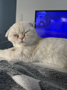 4kk kissanpentu (4 valokuva sivusta 5)