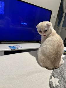 4kk kissanpentu (5 valokuva sivusta 5)