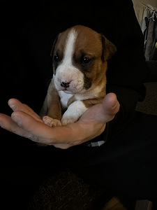 American Staffordshire terrier (3 foto / 8)