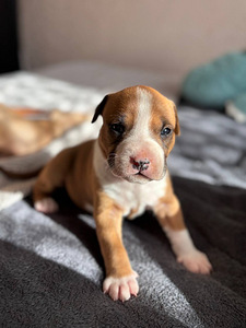 American Staffordshire terrier (1 foto / 8)