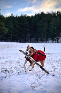 American Staffordshire terrier (6 foto / 8)