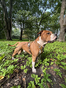 American Staffordshire terrier (8 foto / 8)