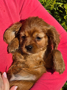 Kavapoo/ kavaler king Charles kutsikas 3 kuud (3 foto / 9)