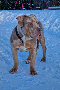 Americanbully (1 valokuva sivusta 1)