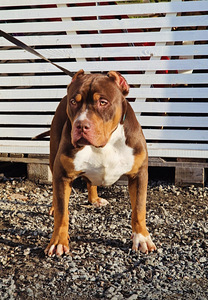 Americanbully (1 valokuva sivusta 1)