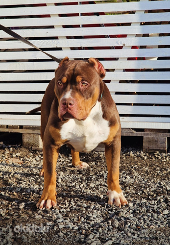 Americanbully