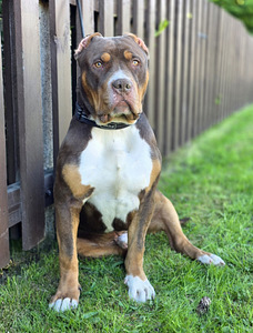 Americanbully xl (1 valokuva sivusta 1)