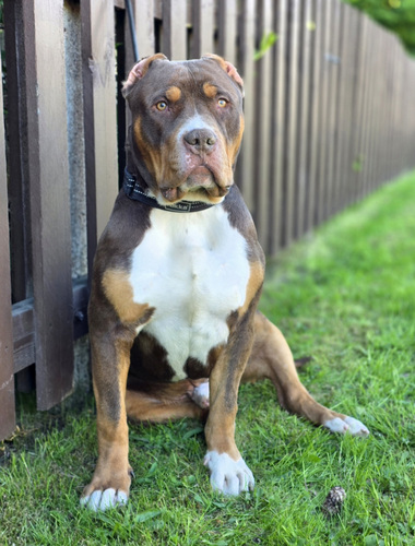 Americanbully xl