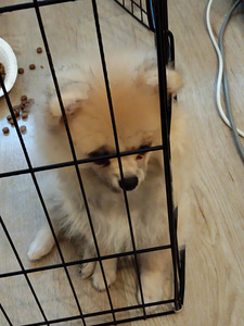 Myydään kauniit pomeranian 3kk ikäiset tyttöpennut (4 valokuva sivusta 10)