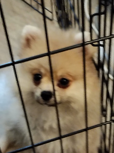 Myydään kauniit pomeranian 3kk ikäiset tyttöpennut (6 valokuva sivusta 10)
