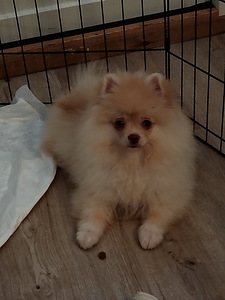 Myydään kauniit pomeranian 3kk ikäiset tyttöpennut (8 valokuva sivusta 10)