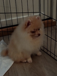 Myydään kauniit pomeranian 3kk ikäiset tyttöpennut (9 valokuva sivusta 10)