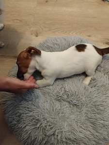 Myydään Jack Russell terrierit, narttu pennut. (6 valokuva sivusta 7)
