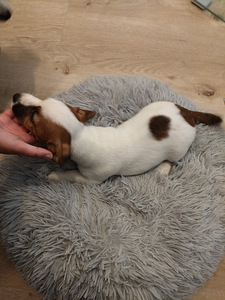 Myydään Jack Russell terrierit, narttu pennut. (7 valokuva sivusta 7)