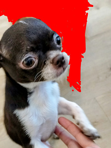 Myydään hyvään/loppuelämän kotiin, chihuahuan 2pentua. (2 valokuva sivusta 10)