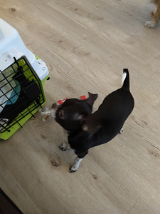 Myydään hyvään/loppuelämän kotiin, chihuahuan 2pentua. (6 valokuva sivusta 10)