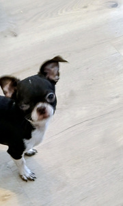 Myydään hyvään/loppuelämän kotiin, chihuahuan 2pentua. (8 valokuva sivusta 10)