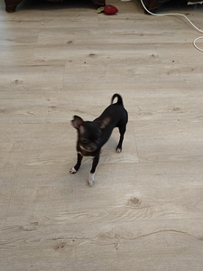 Myydään hyvään/loppuelämän kotiin, chihuahuan 2pentua. (9 valokuva sivusta 10)