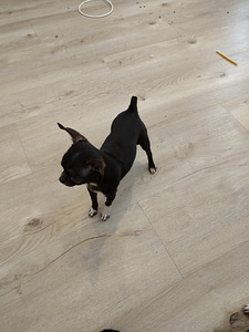 Myydään hyvään/loppuelämän kotiin, chihuahuan 2pentua. (10 valokuva sivusta 10)