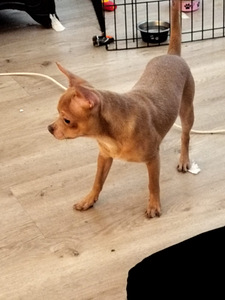 Myydään hyvään/loppuelämän kotiin, normaalin kokoinen chihua (5 valokuva sivusta 6)