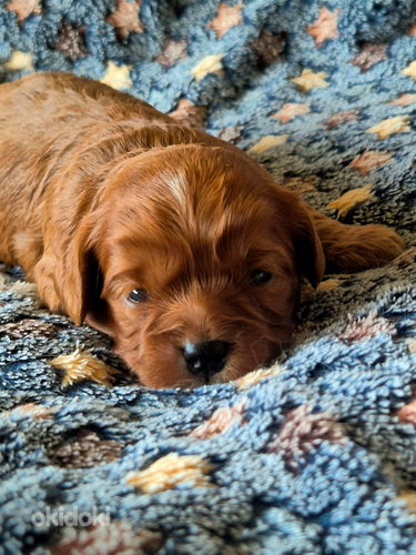 Cavapoo pentuja saatavilla (3 sivusta 3)