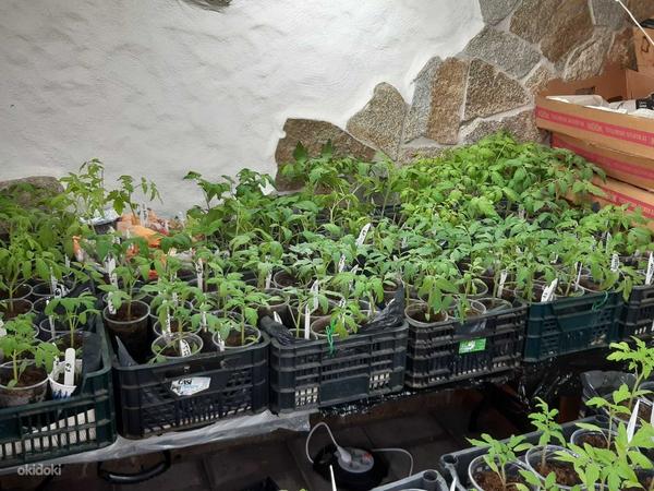 Tomati taimed (foto #1)