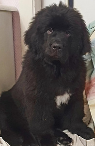 Müüa newfoundlandi koera kutsikad (8 foto / 10)