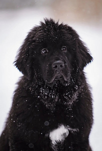 Müüa newfoundlandi koera kutsikad (3 foto / 10)