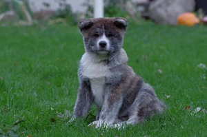 Jaapani Akita tiigrid (4 foto / 6)