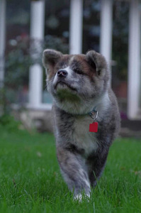 Jaapani Akita tiigrid (5 foto / 6)