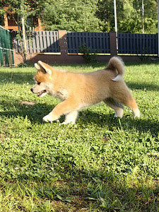 Jaapani akita kutsikad (3 foto / 10)
