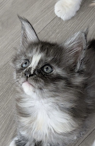 Tupsukorvainen maine coon- tyttö (2 valokuva sivusta 2)