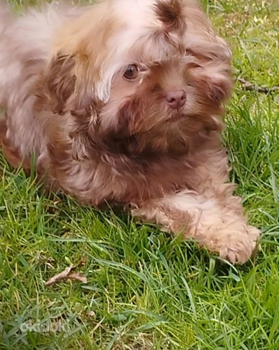 Ярко рыжая девочка солнышко цветного бишона.