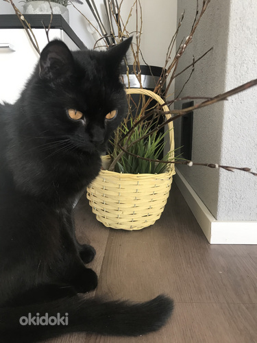 Tyttö kissa leikattu