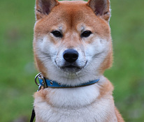 Šiba-inu. Tēviņš.