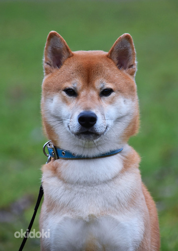 Šiba-inu. Tēviņš.