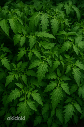 Լոլիկի սածիլ