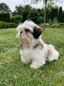 Shihtzu (4 valokuva sivusta 4)