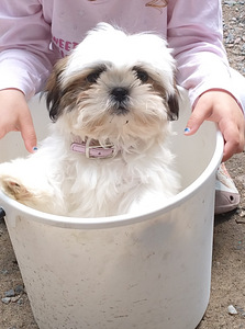 Shihtzu (4 valokuva sivusta 4)
