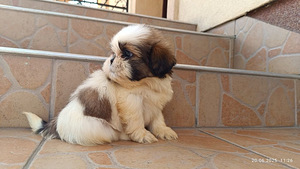 Shihtzu (2 valokuva sivusta 3)