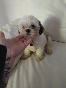 Shihtzu (3 valokuva sivusta 4)