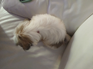Shihtzu (4 valokuva sivusta 4)