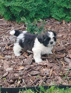 Shihtzu