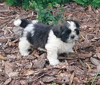 Shihtzu