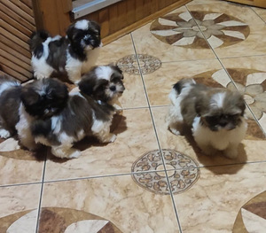 Shihtzu (7 valokuva sivusta 9)