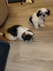 Shihtzu (5 valokuva sivusta 7)